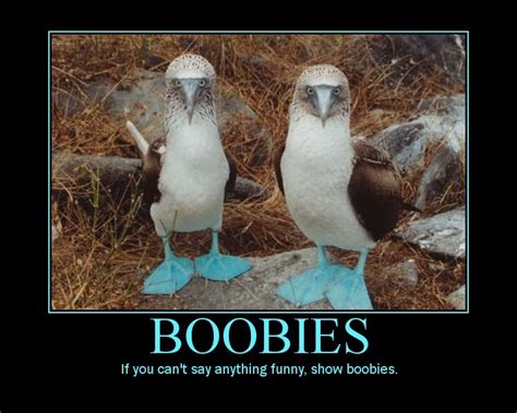 boobies|boobies